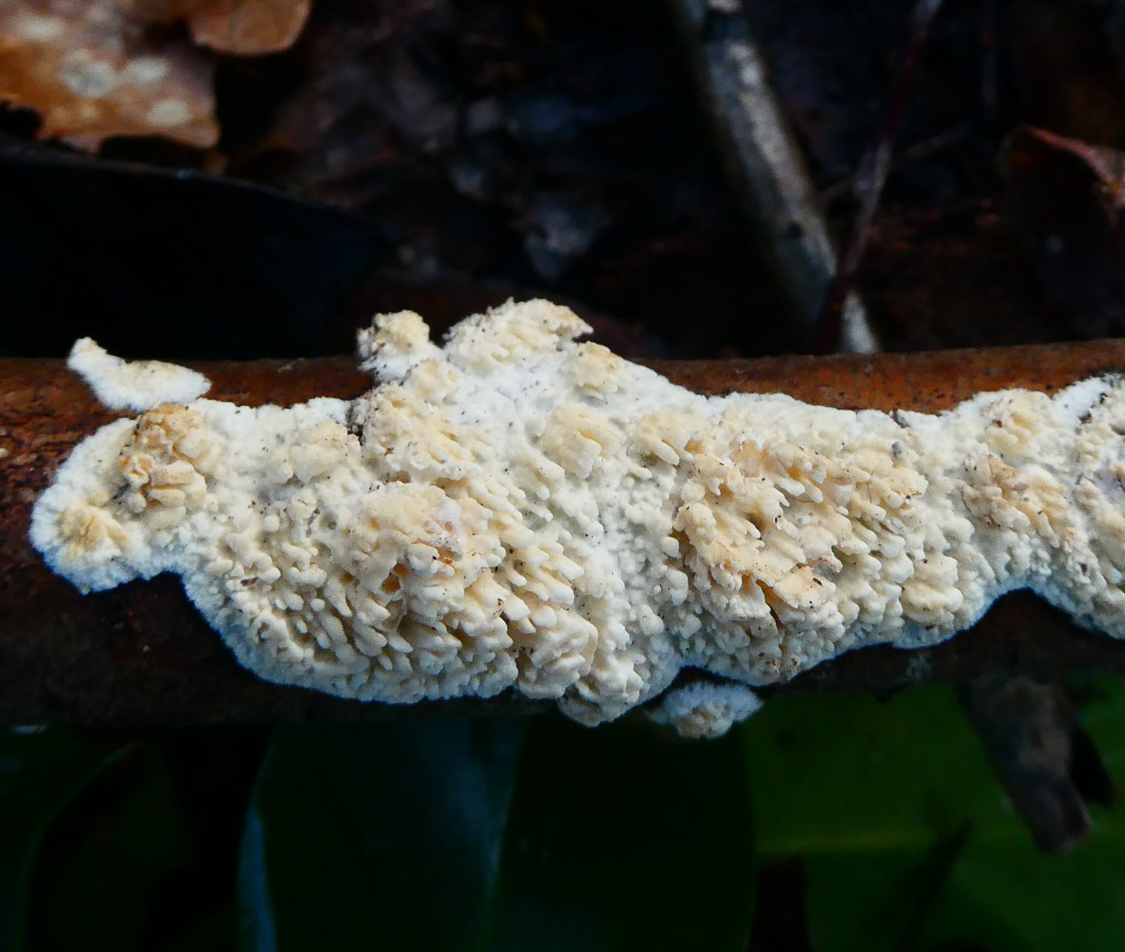 Photo by Jim Wills Basidioradulum radula by Jim Wills